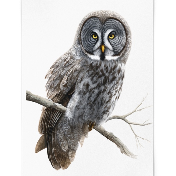 Watercolor Great Grey Owl Portrait Wall Art Print Poster, Unframed - Picture 2 of 6